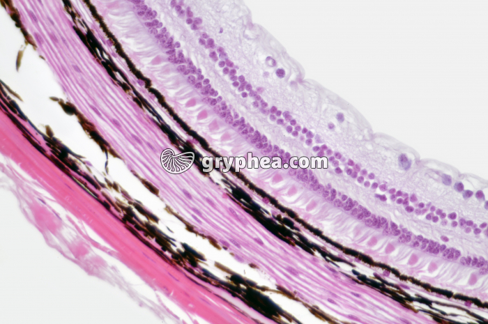 Rétine x100 - gryphea.com